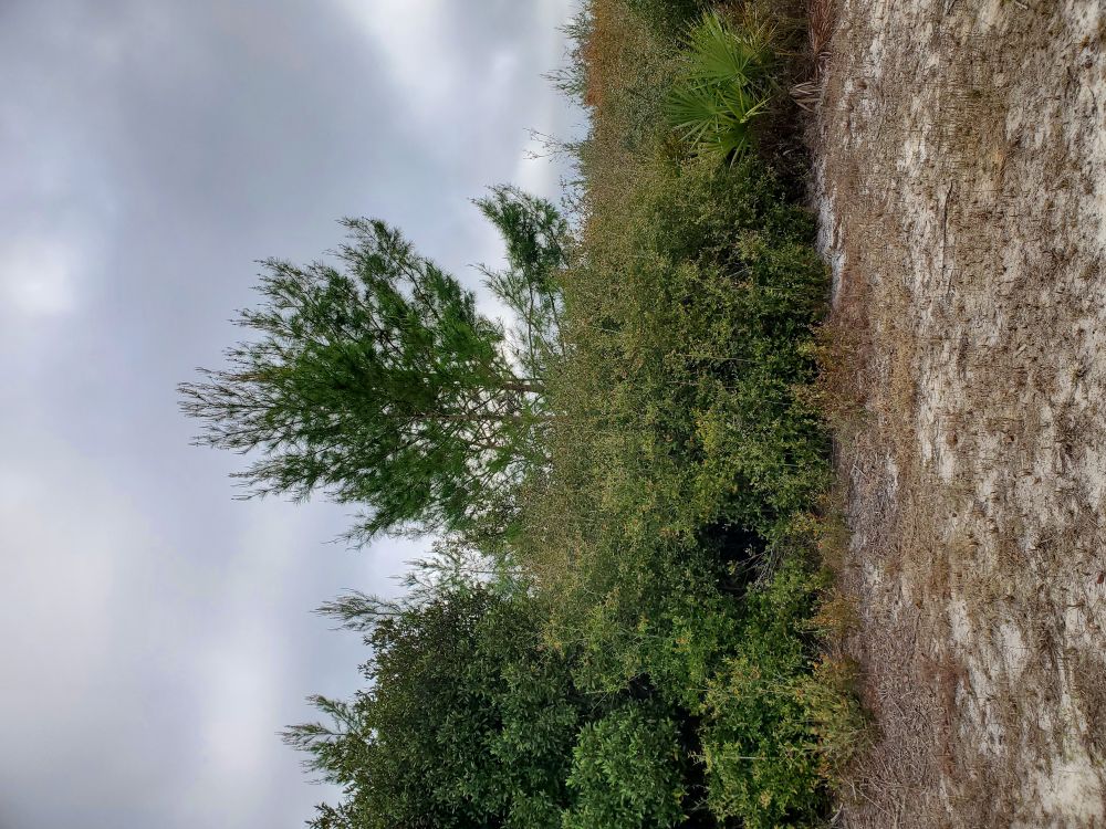 Photograph of Central Florida scrub, with a young pine tree standing above oaks, wild olive, and palmetto