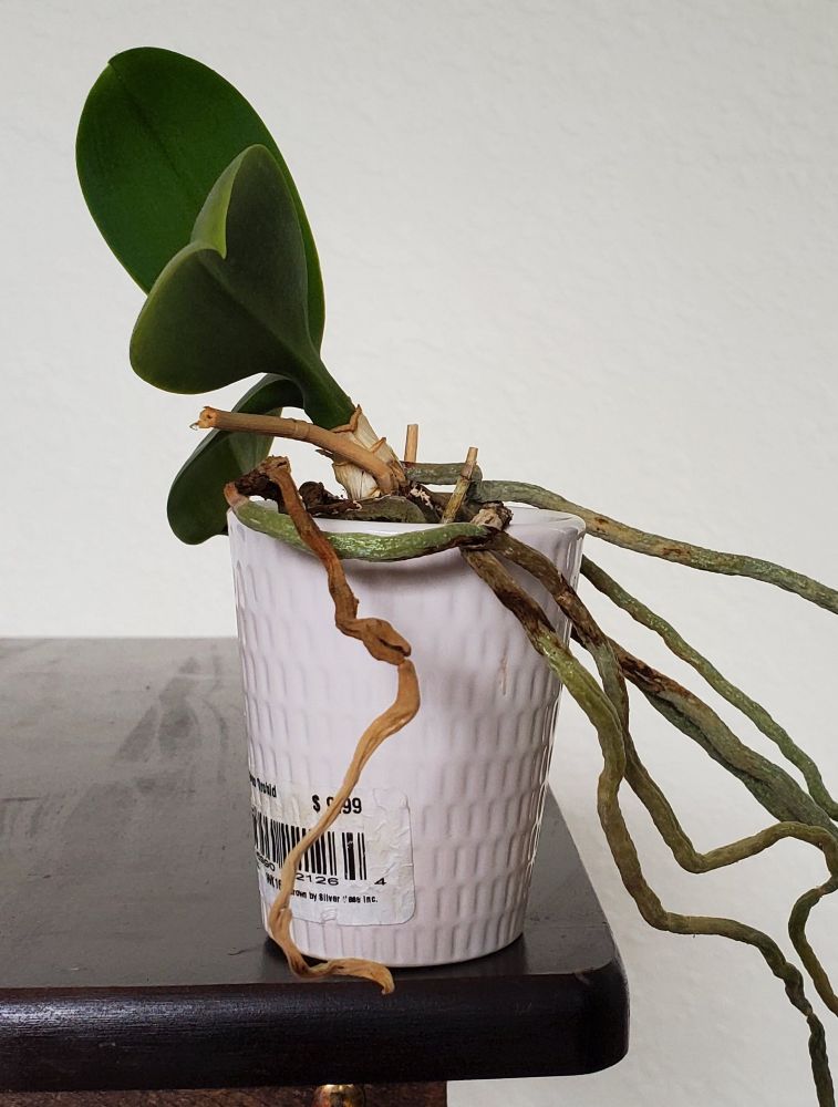 Small potted orchid leaning to one side