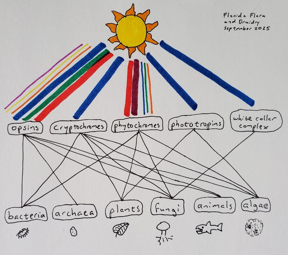 Drawing showing a yellow sun with various colors coming down from it to the names opsins, cryptochromes, phytochromes, phototropins, and white-collar complex, with lines from these going to bacteria, archaea, plants, fungi, animals, and algae