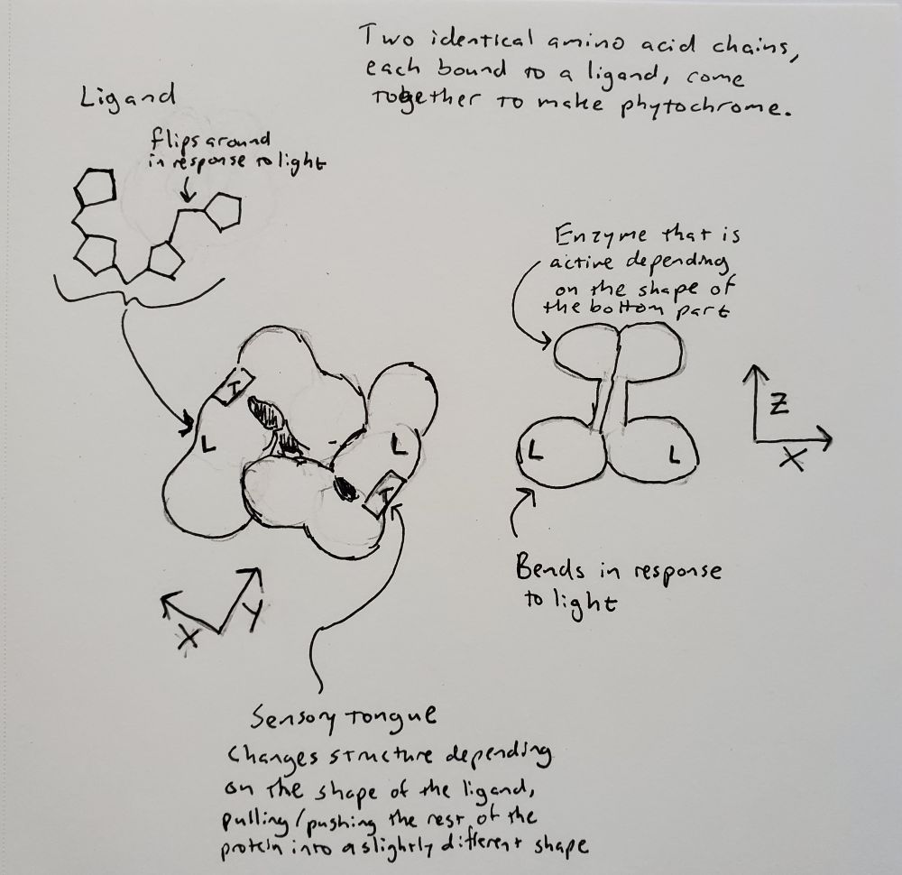 Pen drawing of phytochrome from different angles, illustrating the ligand and sensory tongue