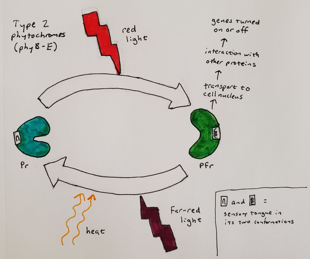 Colored ink drawing showing phytochrome in two states, with arrows between them showing the effect of light and heat