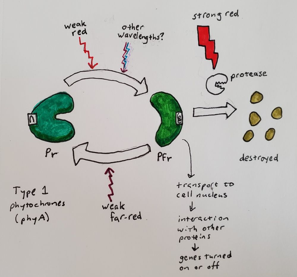 Drawing with ink and marker showing three shapes labeled "Pr", "Pfr", and "destroyed". Arrows between them indicate the effects of light.