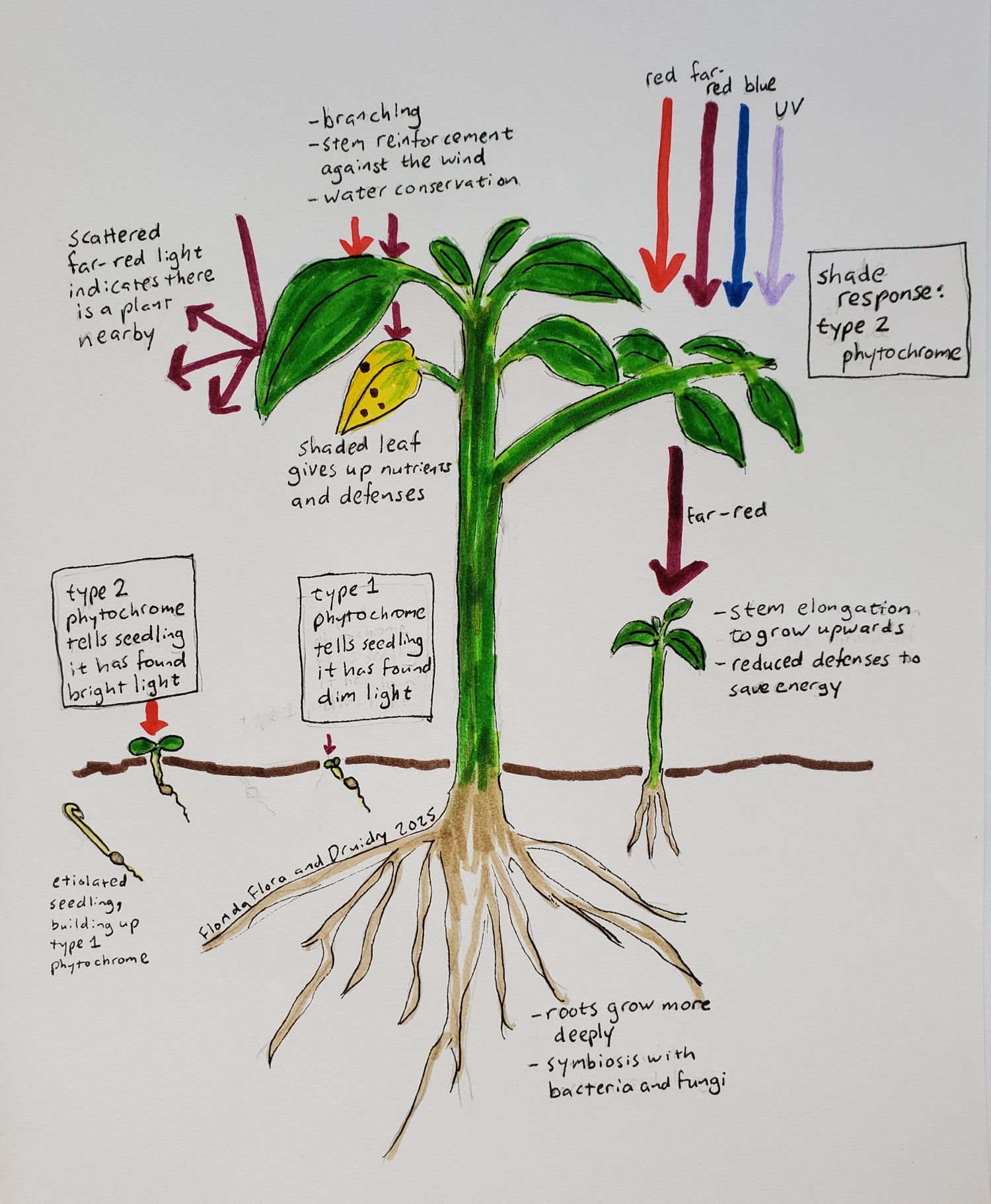 Drawing with ink and markers showing a tall, branching plant with a shaded leaf turning yellow, a smaller plant under it without branches, and seedlings underneath and above the soil's surface.