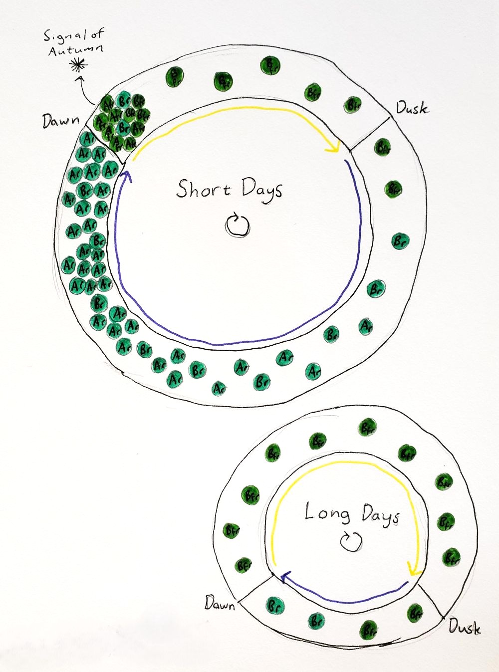 Drawing with ink and marker. There are two circles, one labeled "short days" and one labeled "long days", both with markers for dawn and dusk. Circles labeled Bfr and Br are distributed around the circumference of both circles. The short days circle also has circles labeled Ar and Afr, with the highest concentration at dawn. Dawn is marked "signal of autumn" on the short days circle.